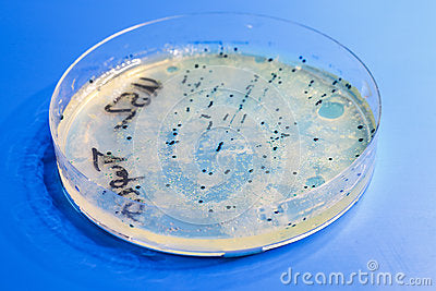 image of bacteria